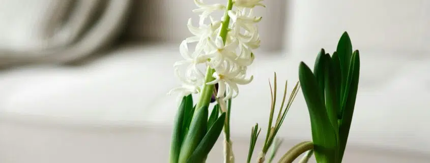 plantenenbloemenwebshop-nl-bloembol-home-row