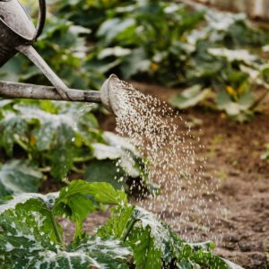 Moestuin