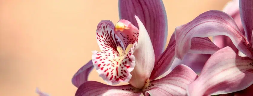 plantenenbloemenwebshop-nl-orchidee-home-row