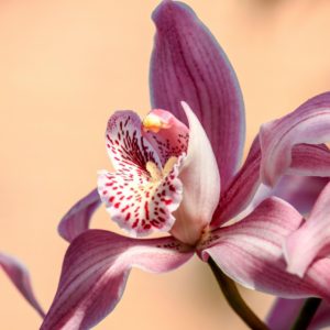Orchideeën