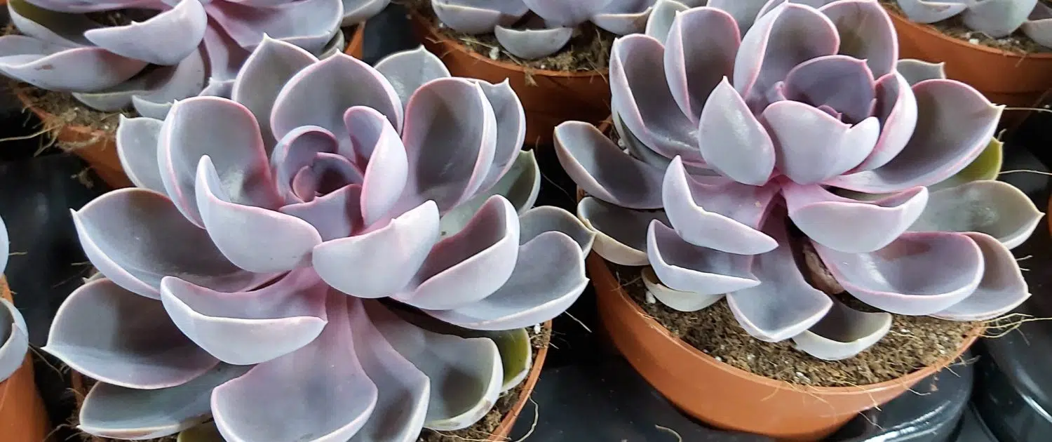 plantenenbloemenwebshop-nl-rootless-planten-home-row