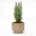 Kerstboom 'Ellwoodii' + Pot Echo - 25 - 30 cm hoog