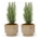 Set van 2 - Kerstboom 'Ellwoodii' + Pot Echo - 30 cm hoog