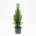Mini-Kerstboom - Chamaecyparis - 25-30 cm