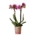Kolibri Orchids | Roze paarse phalaenopsis orchidee potmaat Ø9cm | El Salvador | bloeiende kamerplant - vers van de kweker